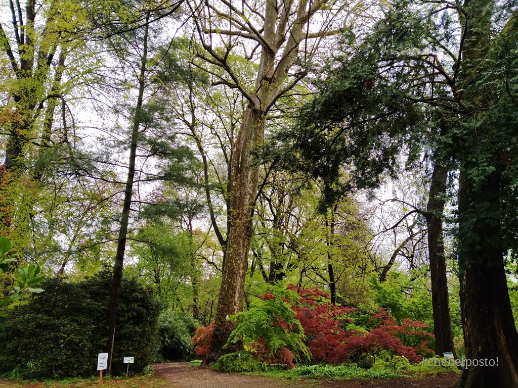 Boschetto dell'Orto Botanico di Torino